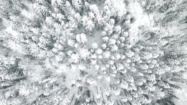 Winter forest top view . Winter picture. 4K video from a drone. Winter Forest 4K . Winter snowy landscape