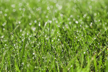 Texture, background, pattern of green grass with rain drops. Bokeh with light reflection