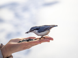 The Eurasian nuthatch eats seeds from a palm. Hungry bird wood nuthatch eating seeds from a hand during winter or autumn