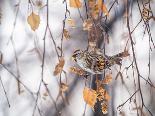 Common redpoll female, cute bird with bright red patch on its forehead sits on tree branch without leaves in winter