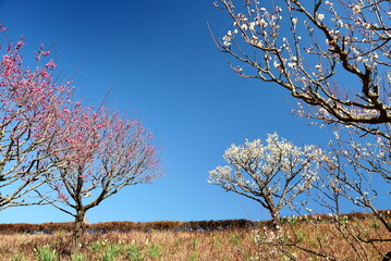 Obraz premium 晴れの日に美しい紅白の梅の花