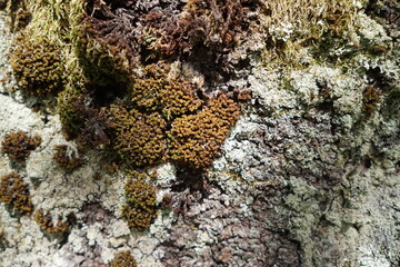 木の幹　tree moss