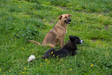 Shepherd dogs laying on green grass.