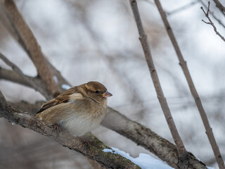 Sparrow sits on a branch without leaves.