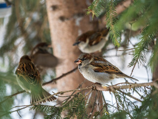 Sparrow sits on a fir branch in the sunset light.