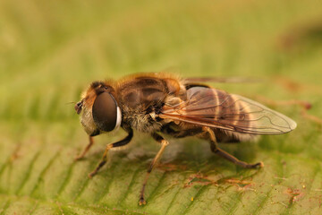 Closeup on a European drone fly, Eristalis arbustorum, sitting on a green leaf