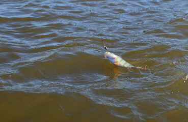 Fishing in the delta of the Volga River on the river Baklanya. The Astrakhan region. Russia. Caught on a spoon-bait perch fish close up. - Image