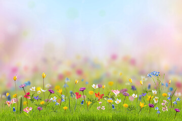 Wild flowers in green grass - 484560194