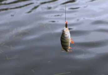 Fishing in the delta of the Volga River on the river Baklanya. The Astrakhan region. Russia. Caught...