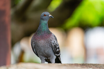 鳩