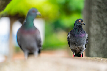 鳩