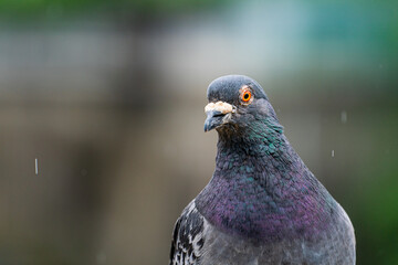 鳩
