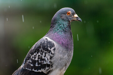 鳩
