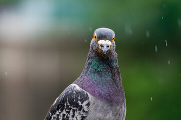 鳩