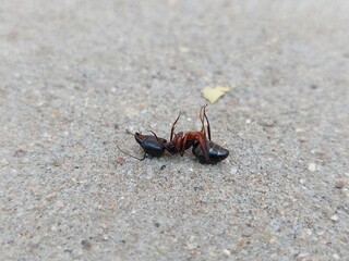 A dead black ant in floor