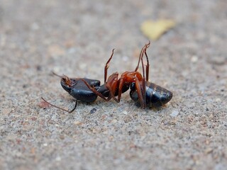 A dead black ant in floor