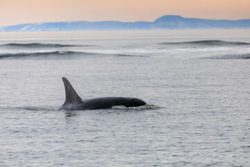 Fototapeta premium 【北海道】知床の海に回遊する野生のシャチ（北海道羅臼沖）