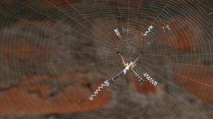 The spider in the middle of the web. Against the backdrop of dim background