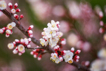 Obraz premium A branch with a apricot blossom. In the spring, apricot trees bloom in the garden. Spring background.