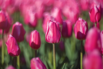 Spring flowers tulips bloom in the park. Pink tulips on a blurred background. Beautiful postcard, banner.