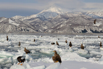 知床半島の流氷とオオワシ・オジロワシ（北海道羅臼沖） © Shiretoko Dream