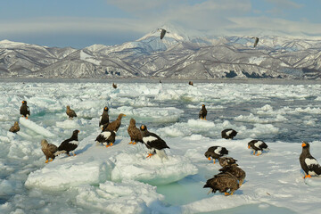 知床半島の流氷とオオワシ・オジロワシ（北海道羅臼沖）