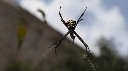 The spider in the middle of the web. Against the backdrop of dim sky