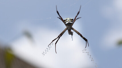 The spider in the middle of the web. Against the backdrop of dim background