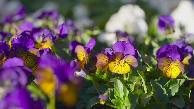Purple and yellow viola pansy flowers blooming in spring - isolated view in detail