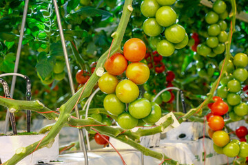 Tomatoes in a greenhouse on a hydroponic system with drip irrigation