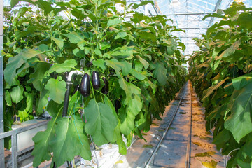 Eggplant in a greenhouse on a hydroponic system with drip irrigation