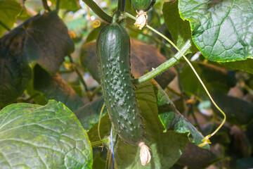 Cucumber in a greenhouse on a hydroponic system with drip irrigation
