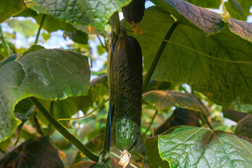 Cucumber in a greenhouse on a hydroponic system with drip irrigation