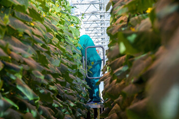 Cucumber in a greenhouse on a hydroponic system with drip irrigation