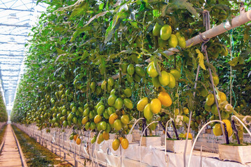 Tomatoes in a greenhouse on a hydroponic system with drip irrigation