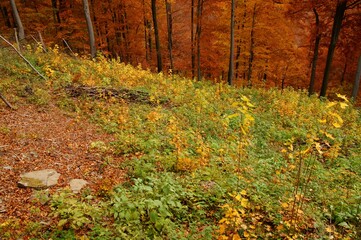 Natural regeneration in the beech forest in the mountains. The Carpathians, Poland.