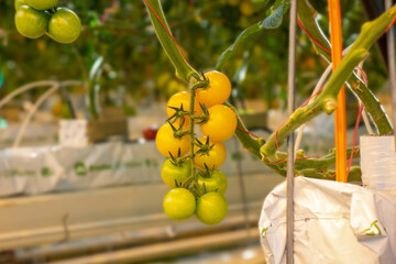 Tomatoes in a greenhouse on a hydroponic system with drip irrigation