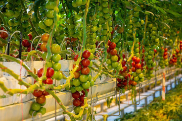 Tomatoes in a greenhouse on a hydroponic system with drip irrigation