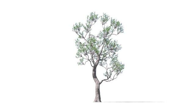 Growing trees on a white background 3D animation growth grow from small to large, OldSpar trees animate in the wind on white background with alpha matt 3D virtual tree. Separated with alpha channels