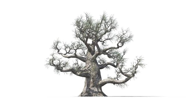 Growing trees on a white background 3D animation growth grow from small to large, old oak trees animate in the wind on white background with alpha matt 3D virtual tree. Separated with alpha channels
