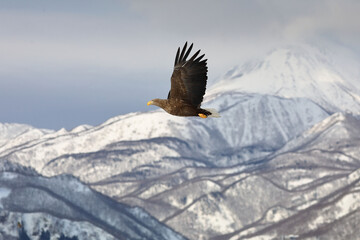 知床半島の流氷とオジロワシ（北海道羅臼沖）