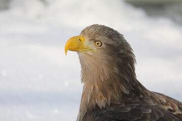 Obraz premium 知床半島の流氷とオジロワシ（北海道羅臼沖）