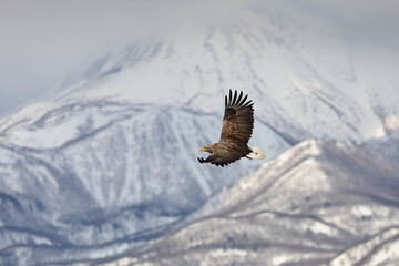 知床半島の流氷とオジロワシ（北海道羅臼沖）