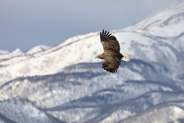 知床半島の流氷とオジロワシ（北海道羅臼沖）