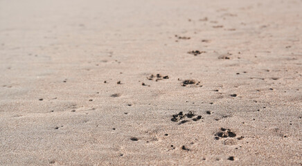 Fototapeta na wymiar huella arena mar oceano playa