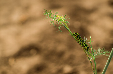 the caterpillar merges with the stem for its own safety