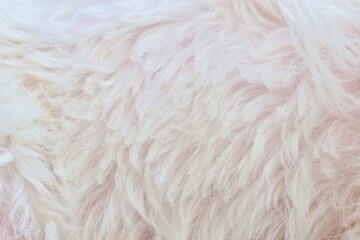white dog fur texture close-up beautiful fur background