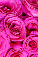 Fototapeta na wymiar fresh roses for Valentine Day