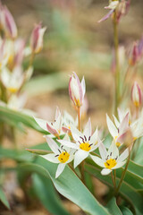 Fototapeta premium tulips in the spring garden