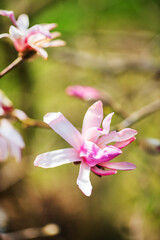 Naklejka na ściany i meble magnolia in the spring garden